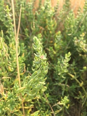 Nitrophila occidentalis