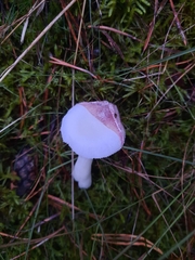 Russula betularum