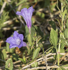 Ruellia nudiflora