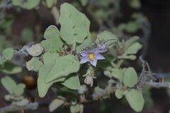 Solanum tomentosum