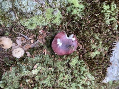 Russula xerampelina