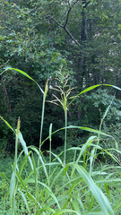 Sorghum halepense