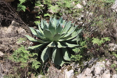 Agave guadalajarana
