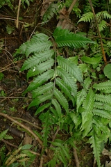 Bolbitis lonchophora