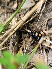 Latrodectus variolus