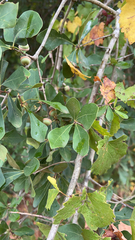 Quercus nigra