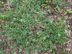 Clinopodium carolinianum