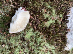 Russula xerampelina