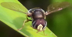 Paragus