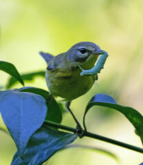 Setophaga discolor