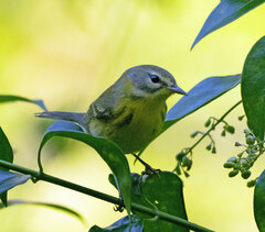 Setophaga discolor