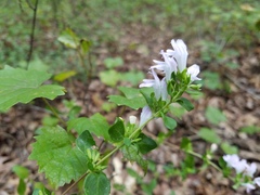 Clinopodium carolinianum