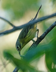 Setophaga discolor