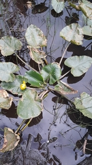 Nuphar polysepala