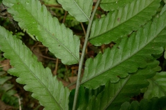 Bolbitis lonchophora