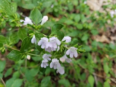 Clinopodium carolinianum