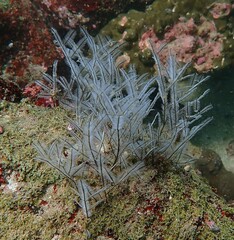 Macrorhynchia philippina