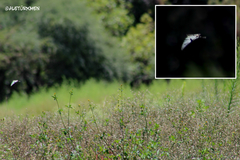 Protographium epidaus epidaus