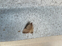 Galgula