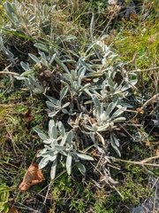 Sideritis taurica