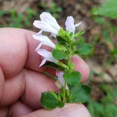 Clinopodium carolinianum