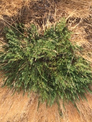 Nitrophila occidentalis