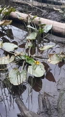 Nuphar polysepala