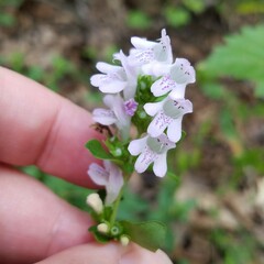 Clinopodium carolinianum