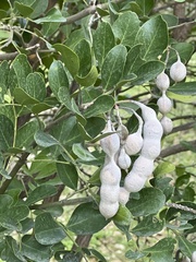 Dermatophyllum secundiflorum