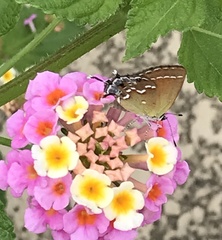 Callophrys gryneus