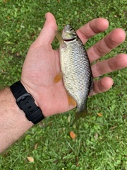 Notemigonus crysoleucas