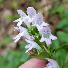 Clinopodium carolinianum