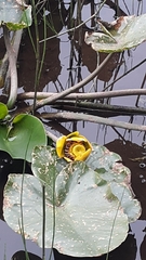 Nuphar polysepala