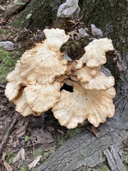 Laetiporus cincinnatus