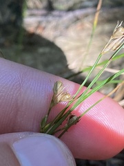 Juncus tenuis