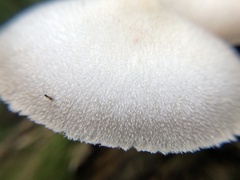 Volvariella bombycina