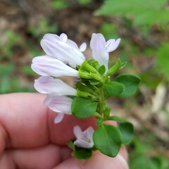 Clinopodium carolinianum