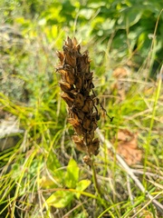 Pedicularis sibthorpii