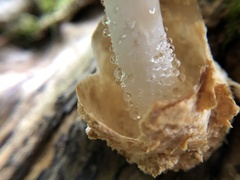 Volvariella bombycina