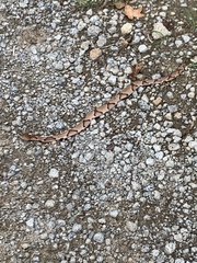 Agkistrodon contortrix