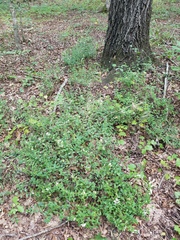 Clinopodium carolinianum
