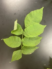 Fraxinus pennsylvanica