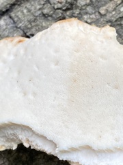 Laetiporus cincinnatus