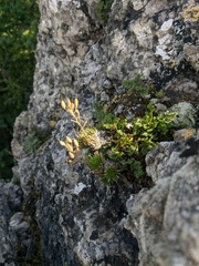 Draba cuspidata