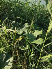 Petasites spurius