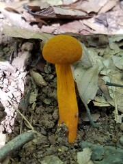 Aureoboletus auriflammeus