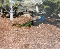 Pavo cristatus