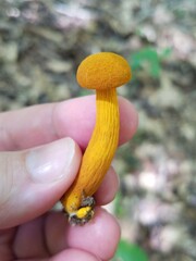 Aureoboletus auriflammeus