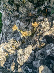 Minuartia glomerata