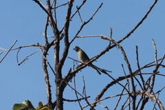 Ptiliogonys cinereus